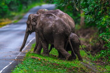 Elephants are large mammals and are the largest land animals. Wild elephants eat plants. They are...