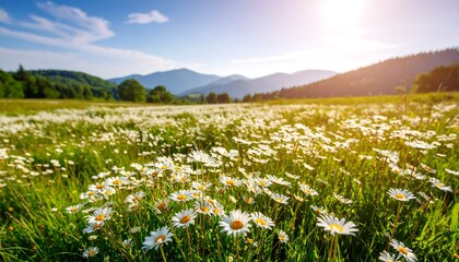 A vast field of daisies under a vibrant sky
