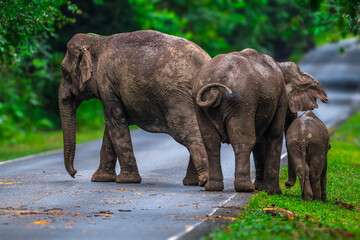 Elephants are large mammals and are the largest land animals. Wild elephants eat plants. They are...