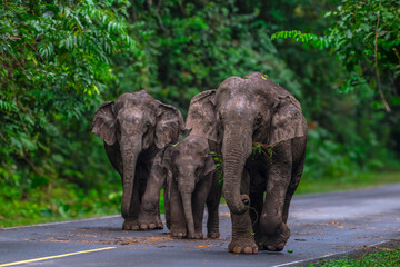 Elephants are large mammals and are the largest land animals. Wild elephants eat plants. They are...