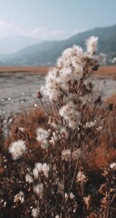 Cotton Field Landscape