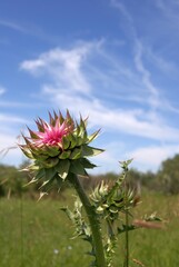 cactus flower against blue sky