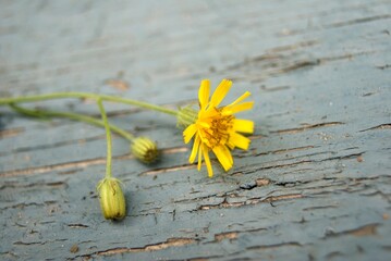 dandelions on a wooden table