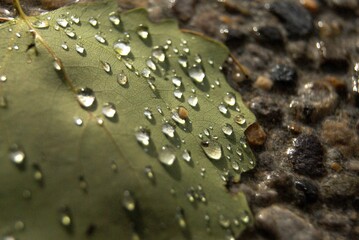 rain drops on a leaf