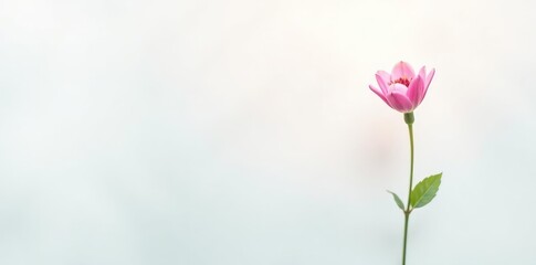 Obraz premium Single flower on white background without leaves, blossom, plant