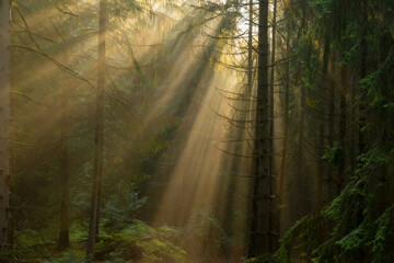 Fototapeta premium Sunbeams Illuminate Misty Evergreen Forest: Serene, Golden Hour Nature Scene