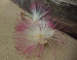 The white and pink flowers and fruits of Barringtonia asiatica or Fish Poison Tree, Putat or Sea...