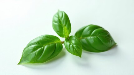 Obraz premium Vibrant Green Basil Sprig Isolated on a Plain White Background, Perfect for Culinary or Botanical Applications