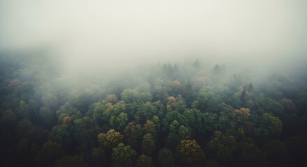 A misty forest canopy viewed from above.
