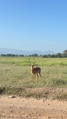 deer in the wild