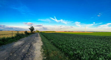 Obraz premium country road in the field