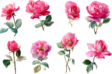 pink roses vector illustration