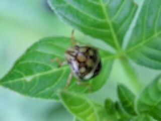 Blurred. A detailed macro shot of a small, patterned shield bug (stink bug nymph) resting next to a round, green fruit or bud on a leaf, highlighting insect life and nature in the garden.