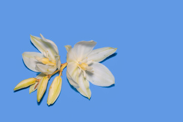 Close up view of Yucca plant flowers isolated on blue background, selective focus