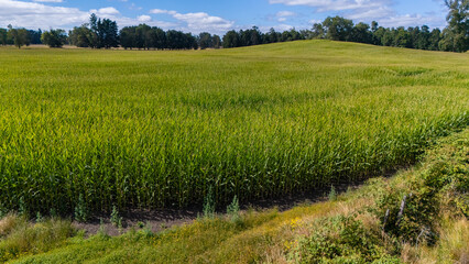Obraz premium campo de trigo, maiz, sur de chile, dron