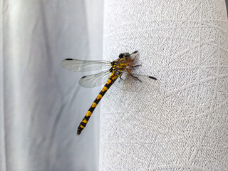 close up of dragonfly and white paper