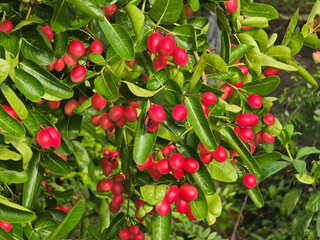 ripe red berries Christ's Thorn of a tree in the garden