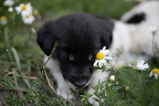 black and white puppy