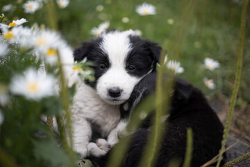 border collie puppy