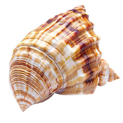 Fototapeta premium Detailed close-up of a seashell, exhibiting intricate spiral patterns and varied hues of beige, tan, and brown