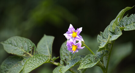 A captivating macro view showcasing delicate purple potato blossoms in full bloom.