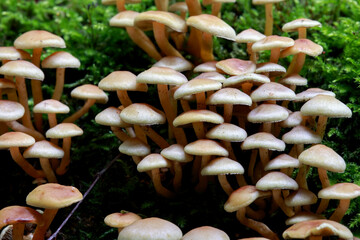 Large Cluster Of Small Wild Forest Mushrooms (Mycena Or Similar) Growing On Green Moss. Fungi In...
