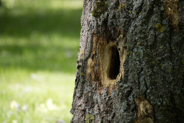 The rough bark of a tree trunk, featuring a large hole, reveals nature's details.