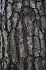 Deeply Fissured Bark Of An Old Pine Tree Trunk. Natural Wooden Texture And Abstract Background. Vertical Close Up Shot In A Forest.