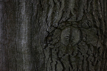 Close Up Of A Rough, Dark, Deeply Fissured Bark Texture Of An Old Oak Tree With A Prominent Knot. Natural Wooden Background. Moody Forest Scene.