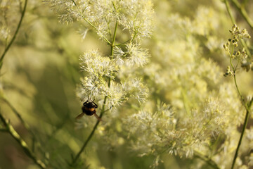 Bumblebee (Bombus) Insect Collecting Nectar And Pollinating Small White Fluffy Flowers Of Meadowsweet (Filipendula) In A Summer Meadow. Nature Macro.