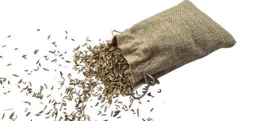 Burlap sack tipped over with brown seeds pouring out onto a white surface from the bags opening and drawstring closure