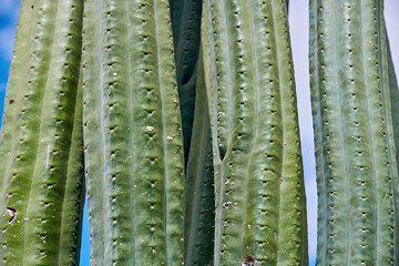 San Pedro cactus Trichocereus pachanoi with tall green columns, showcasing unique ribbed texture...