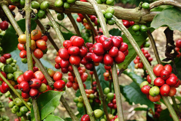  Coffee beans ripening on a tree                                                                                                    