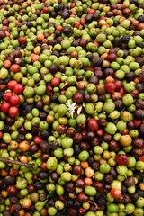 close up of fresh coffee beans for background                 