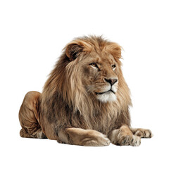 Obraz premium Majestic Lion Resting Amongst Silence on a white and transparent background.