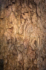 tree bark texture
