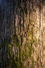bark of a tree