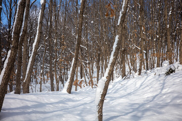 snow covered trees