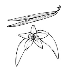 vanilla