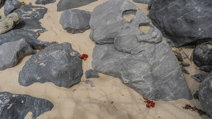 Fallen Bombax ceiba flowers on a sandy beach. Bright red wilting buds among gray boulders. Top...