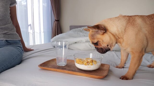 Somewhat hesitant dog tentatively begins to gingerly lap from bowl of milk and cornflakes on wooden tray at edge of bed. Woman served meal, sits nearby as Frenchie carefully investigates breakfast.