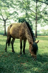 camel in the grass