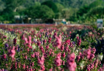 field of tulips