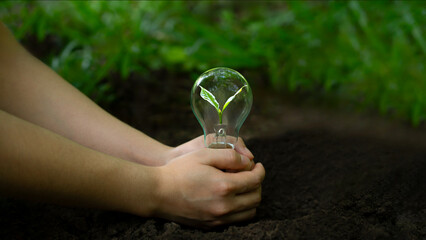 Green tree growing with light bulb with sunlight in nature. Energy saving and environment concept. On green forest background.