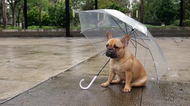 Sad dog sitting under transparent umbrella on empty square - nobody to play at this damp day, pavement wet after rain, sulking pet feel loneliness and do not know how to recreate in this bad weather
