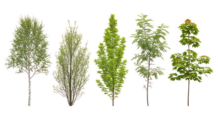 Obraz premium Young deciduous trees with transparent background, ideal for landscape architecture, botanical design, and digital compositions