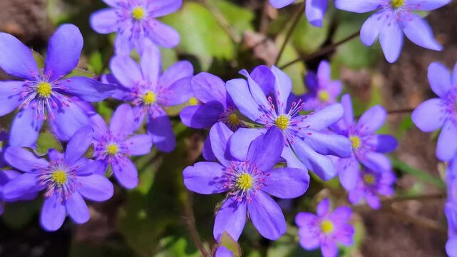 Early bright flowers of Hepatica close-up early spring