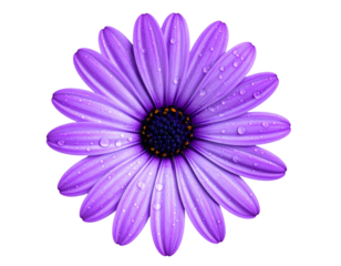  Purple Blooming Flower with Dewdrops Top View PNG