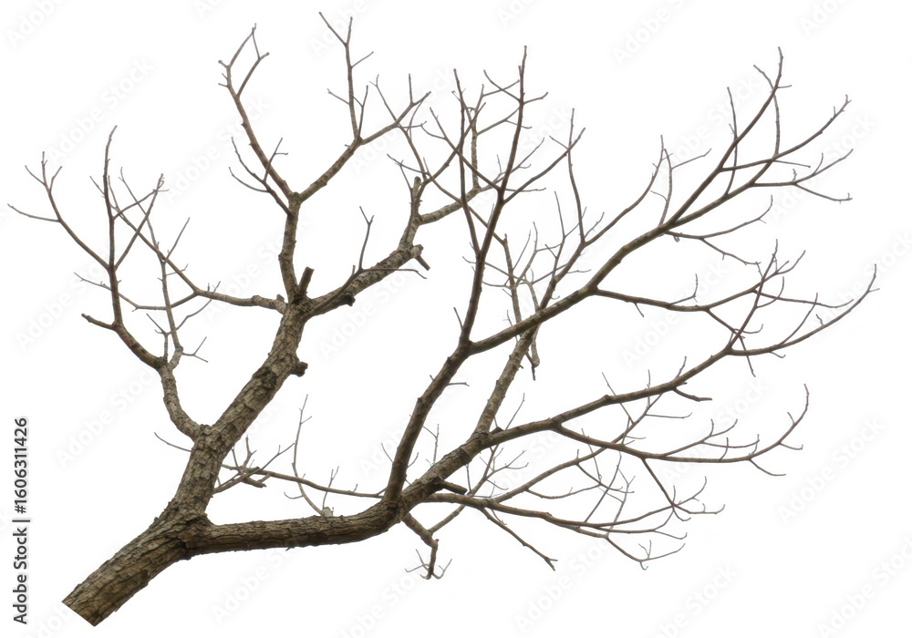 Poster bare tree branch with intricate leafless twigs and branches extending diagonally upwards isolated on