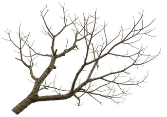 Bare tree branch with intricate leafless twigs and branches extending diagonally upwards isolated on white isolated on transparent background